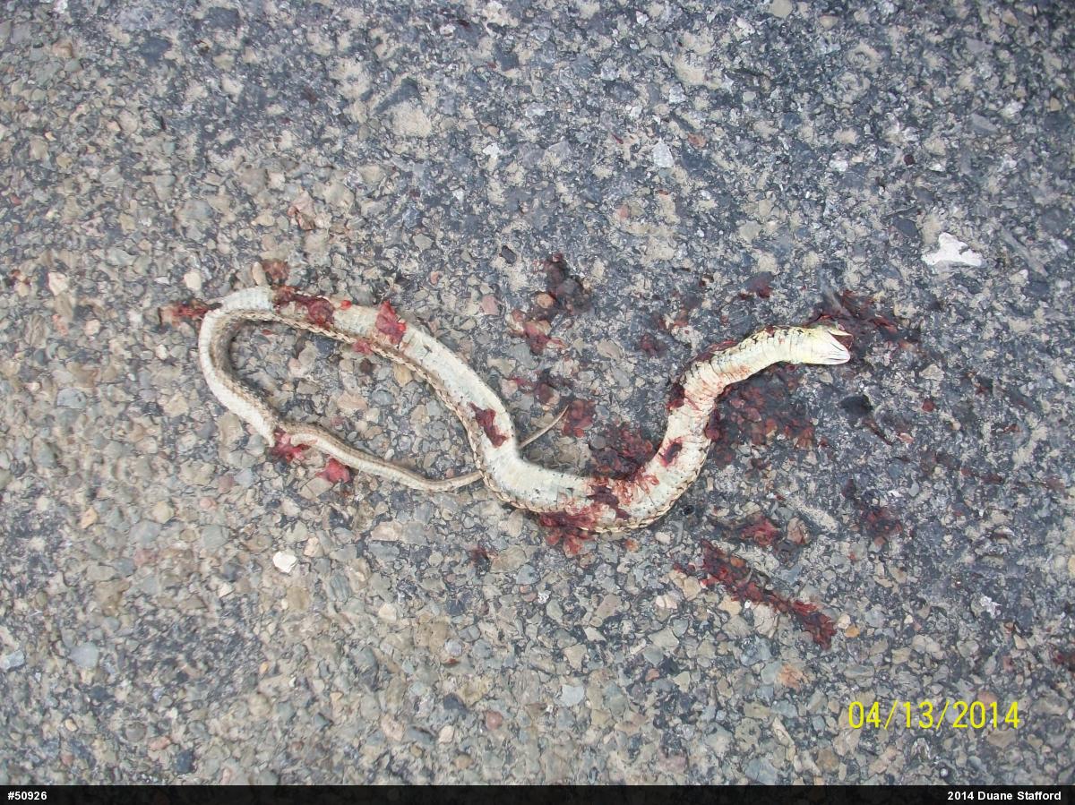 Eastern Gartersnake