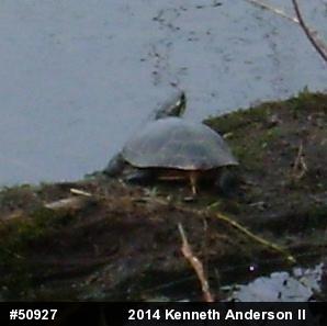 Midland Painted Turtle