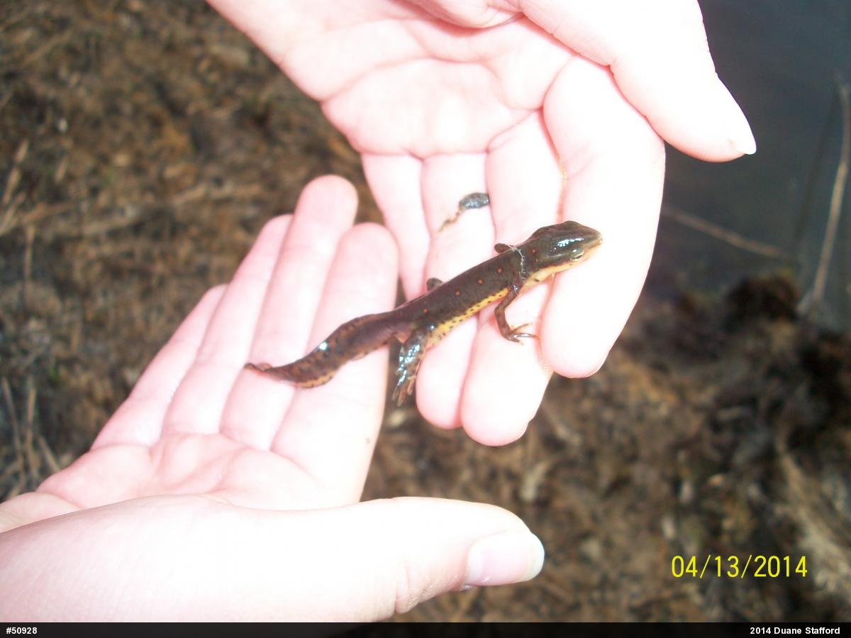 Red-spotted Newt