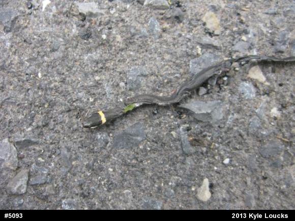 Northern Ring-necked Snake