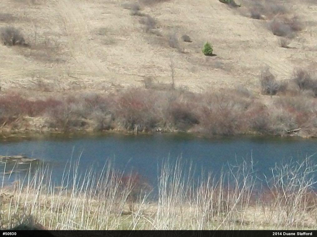 Painted Turtle