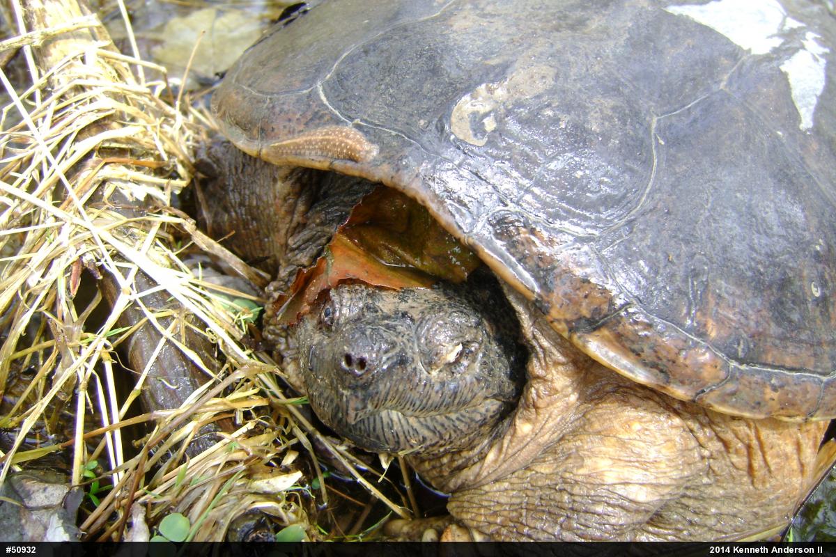 Snapping Turtle