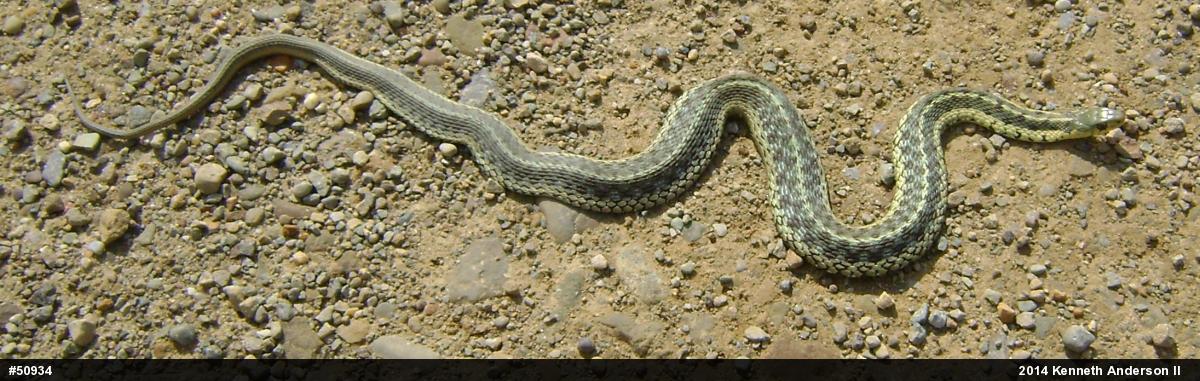 Eastern Gartersnake