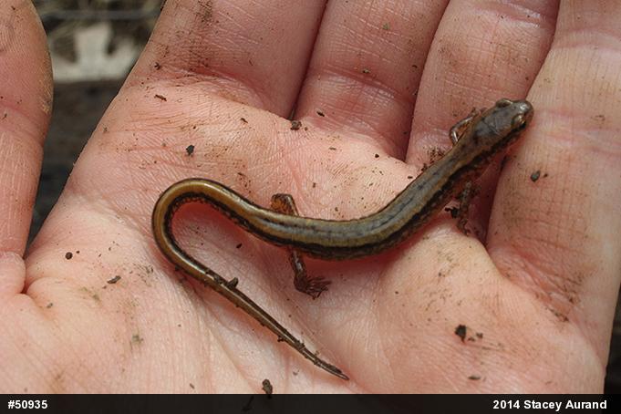 Northern Two-lined Salamander