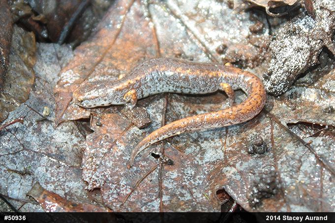 Four-toed Salamander