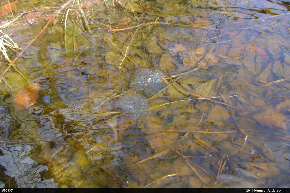 Wood Frog