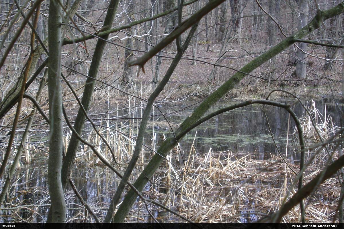 Midland Painted Turtle