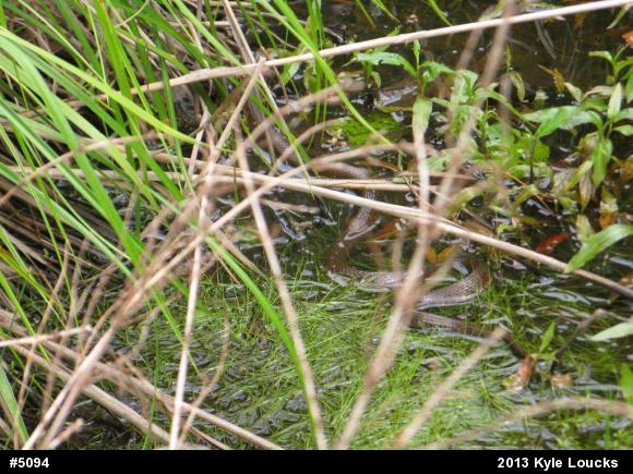 Northern Watersnake