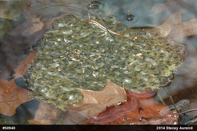 Wood Frog