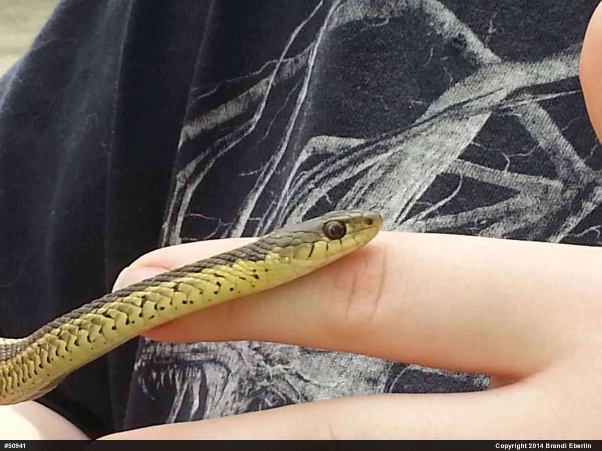 Eastern Gartersnake