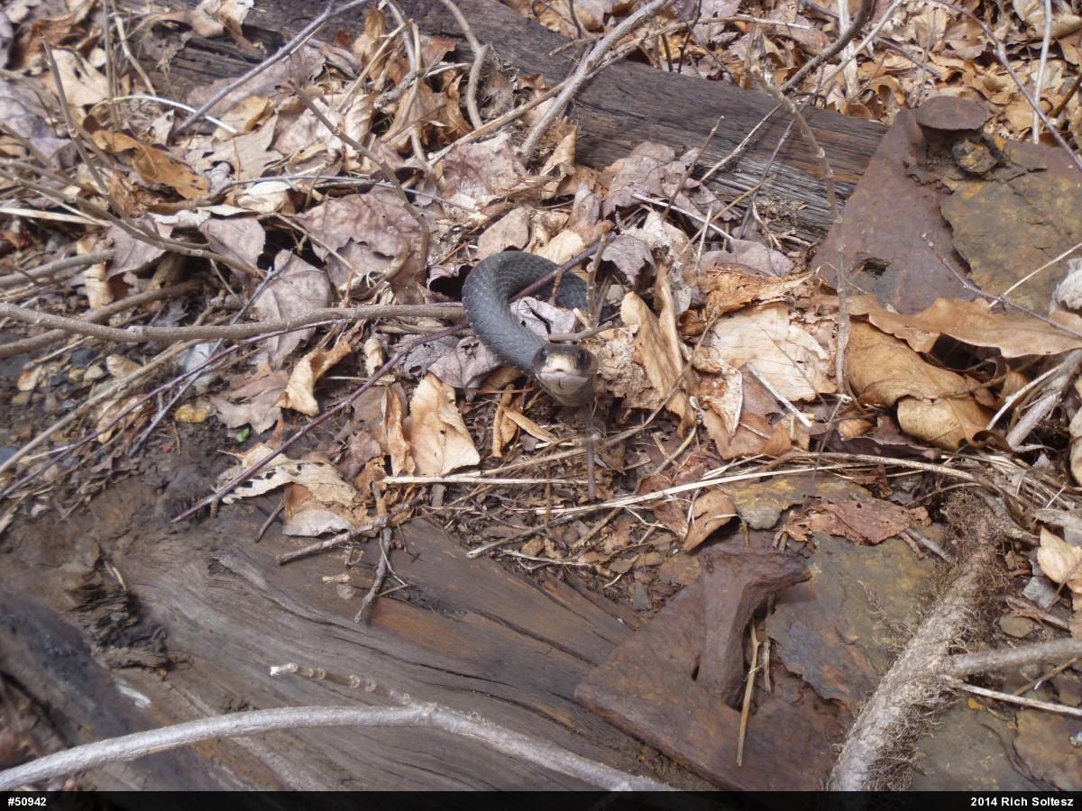 Northern Black Racer