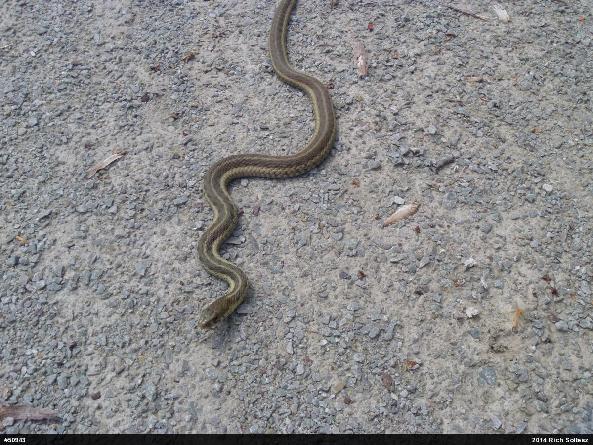Eastern Gartersnake