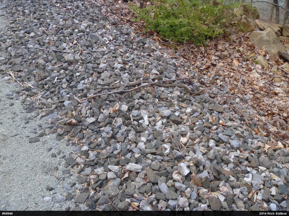 Northern Watersnake