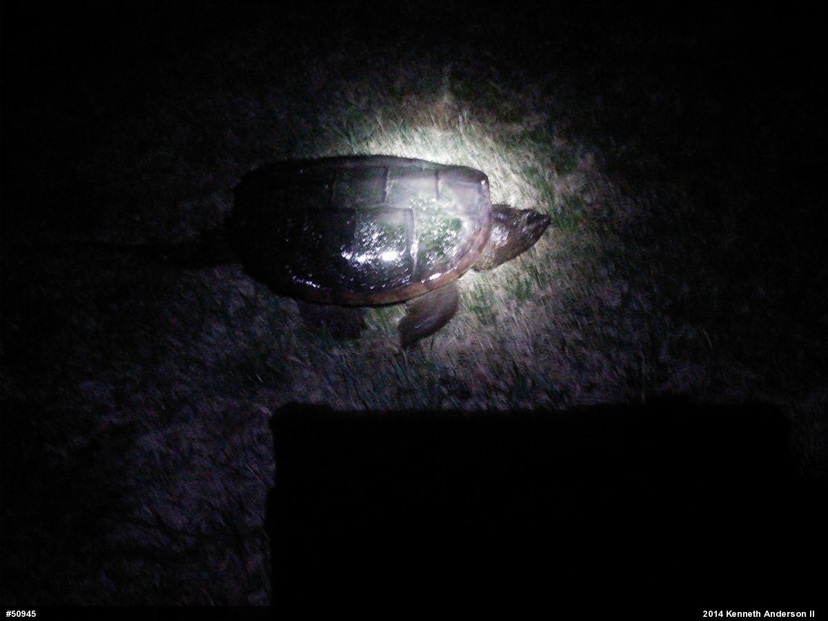 Snapping Turtle