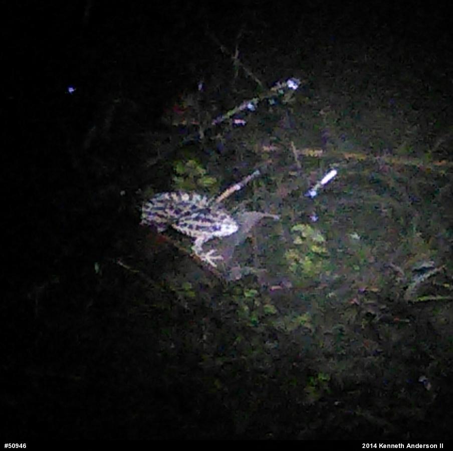 Pickerel Frog