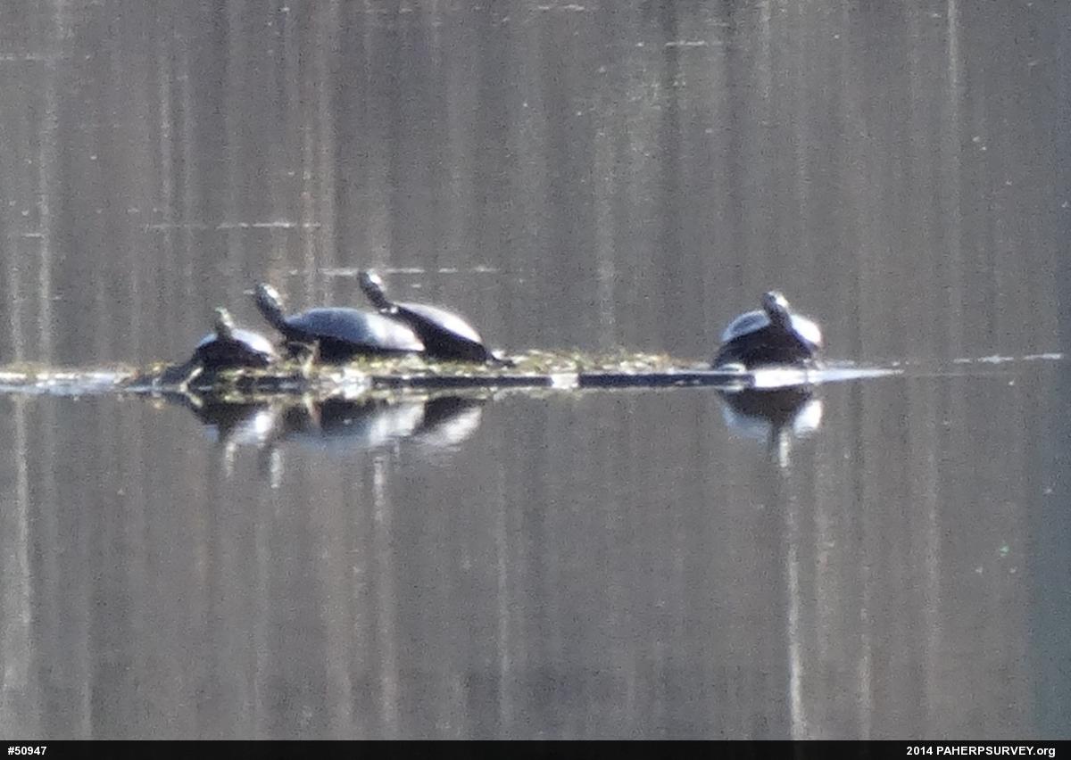 Eastern Painted Turtle