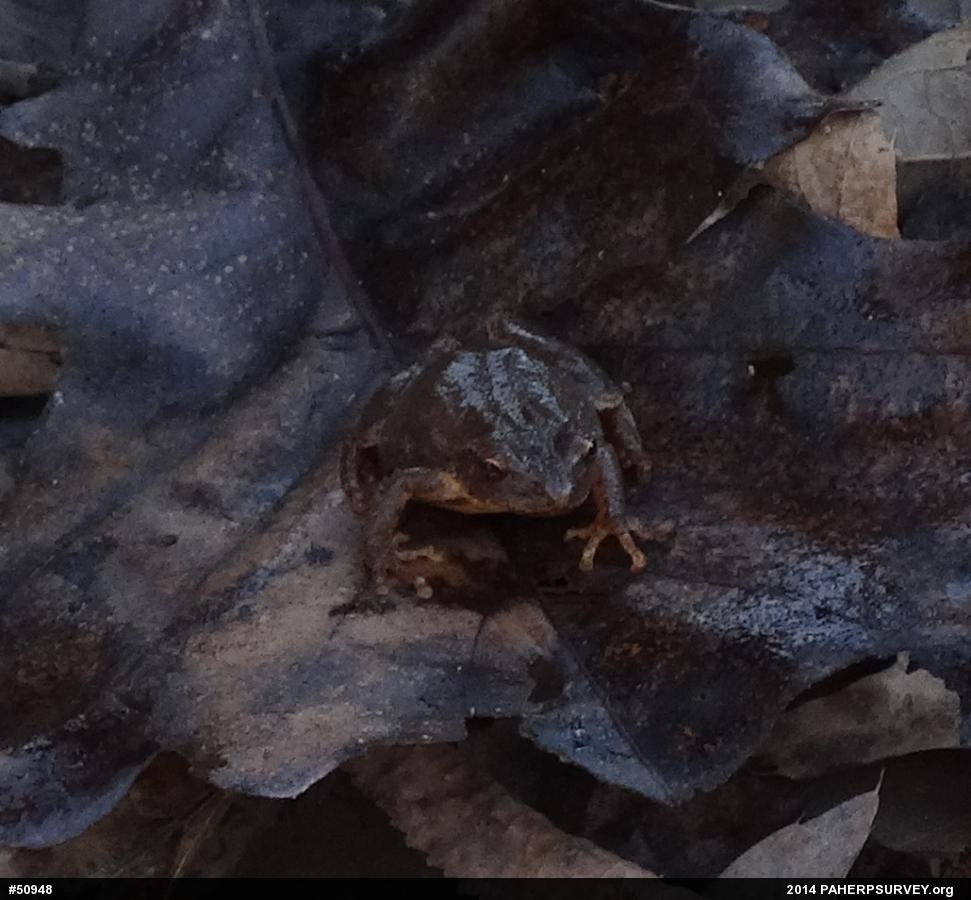 Spring Peeper
