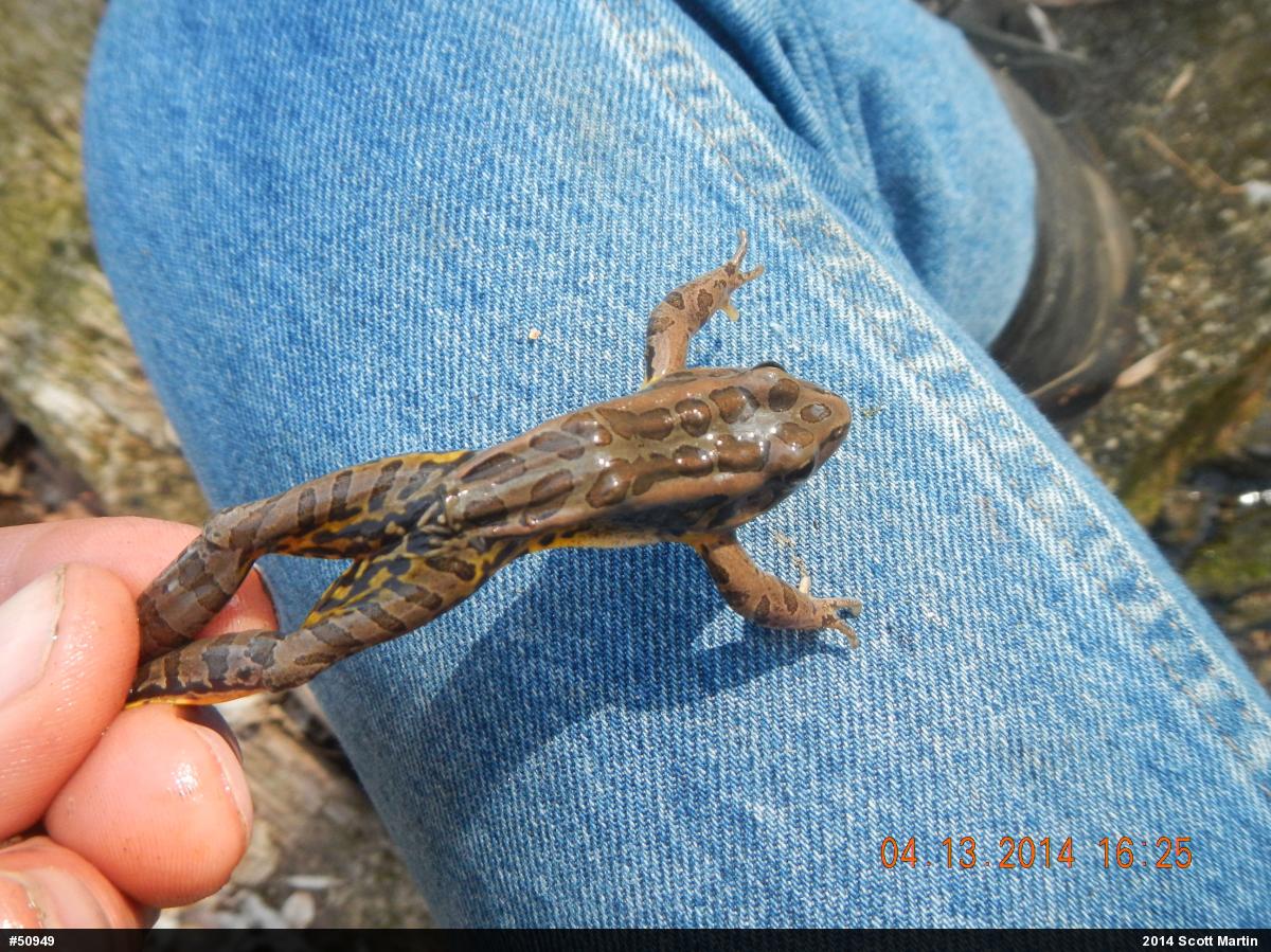 Pickerel Frog