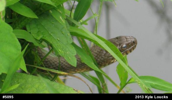 Northern Watersnake