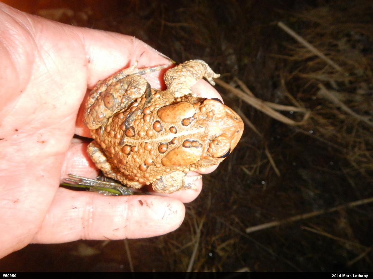Eastern American Toad