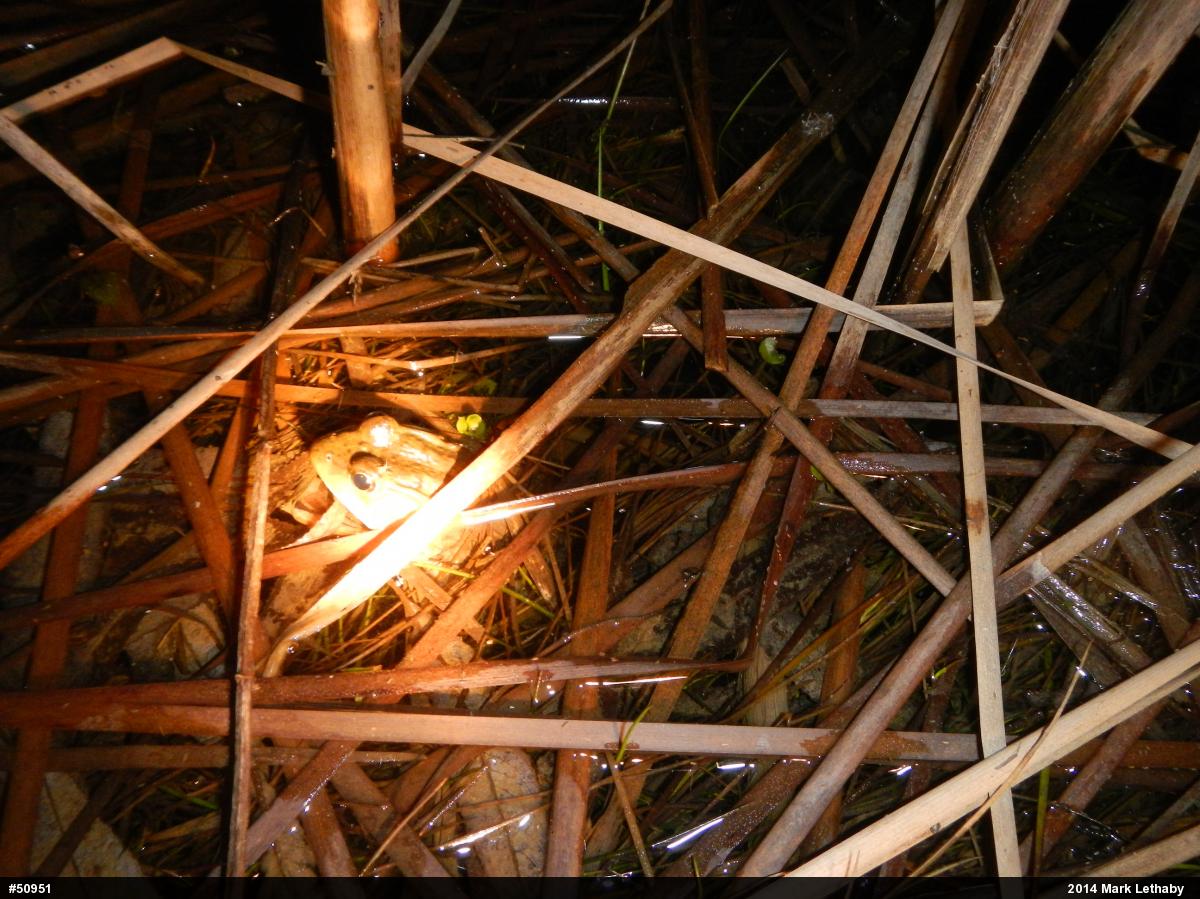 Green Frog
