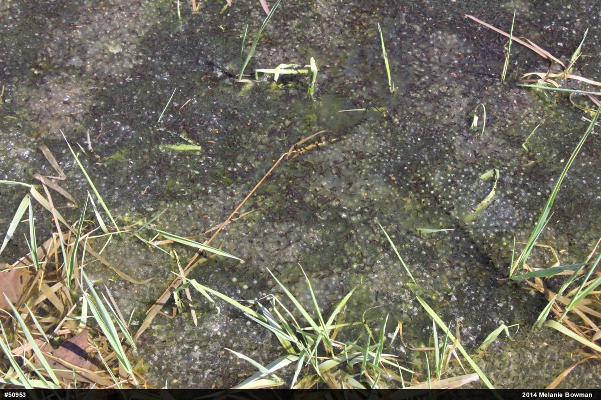 Wood Frog
