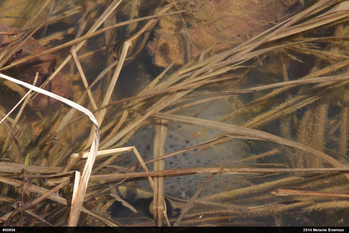 Spotted Salamander