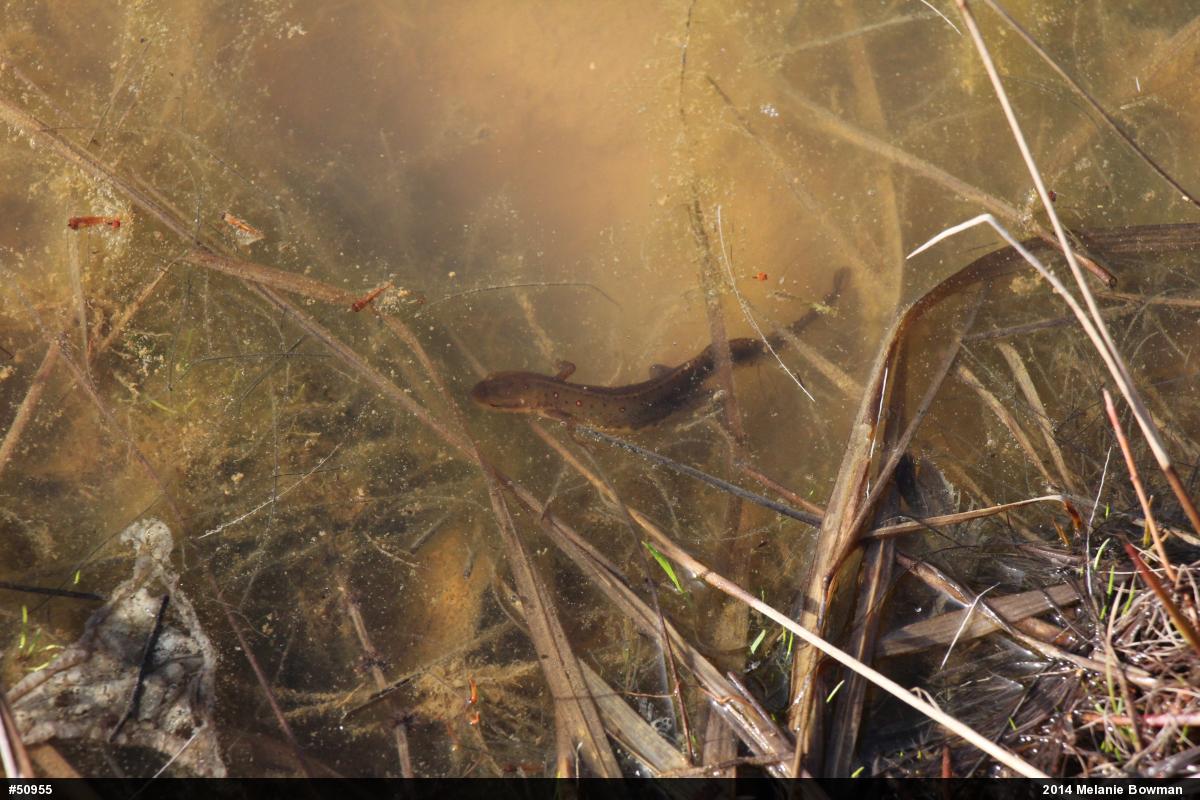 Red-spotted Newt