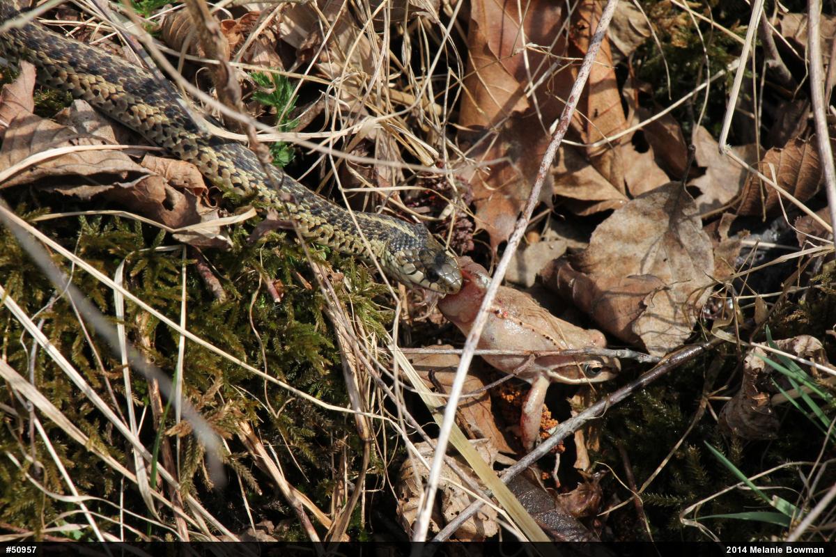 Wood Frog
