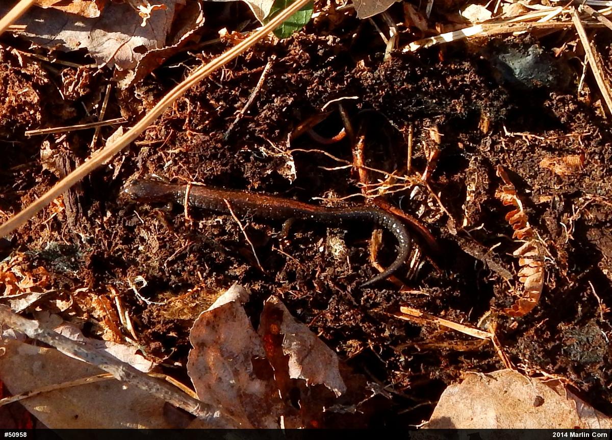Eastern Red-backed  Salamander