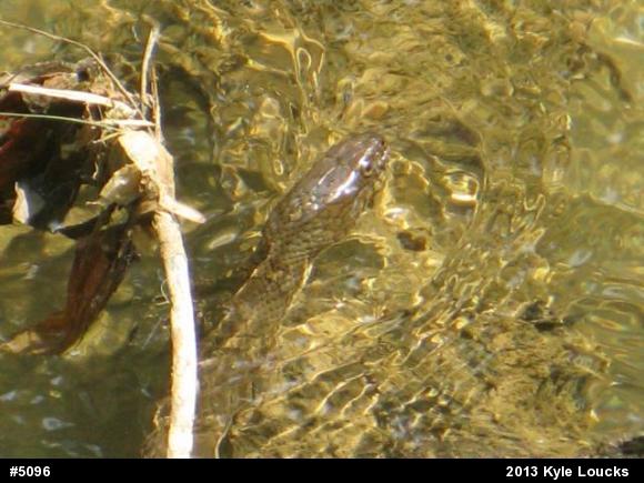 Northern Watersnake