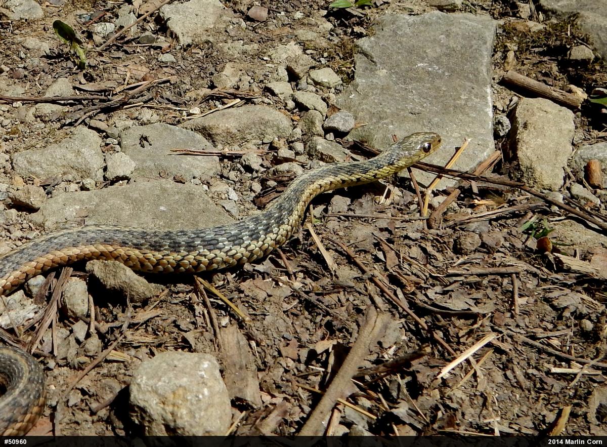 Eastern Gartersnake