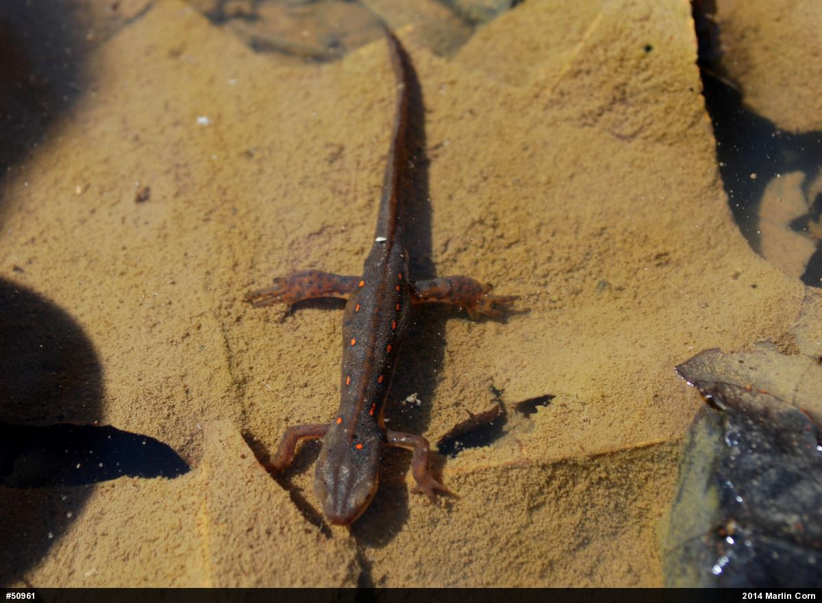 Red-spotted Newt