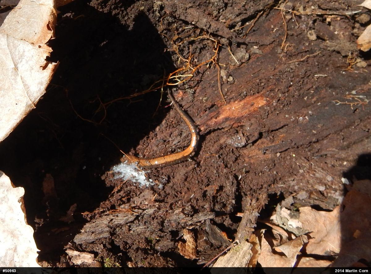 Eastern Red-backed  Salamander