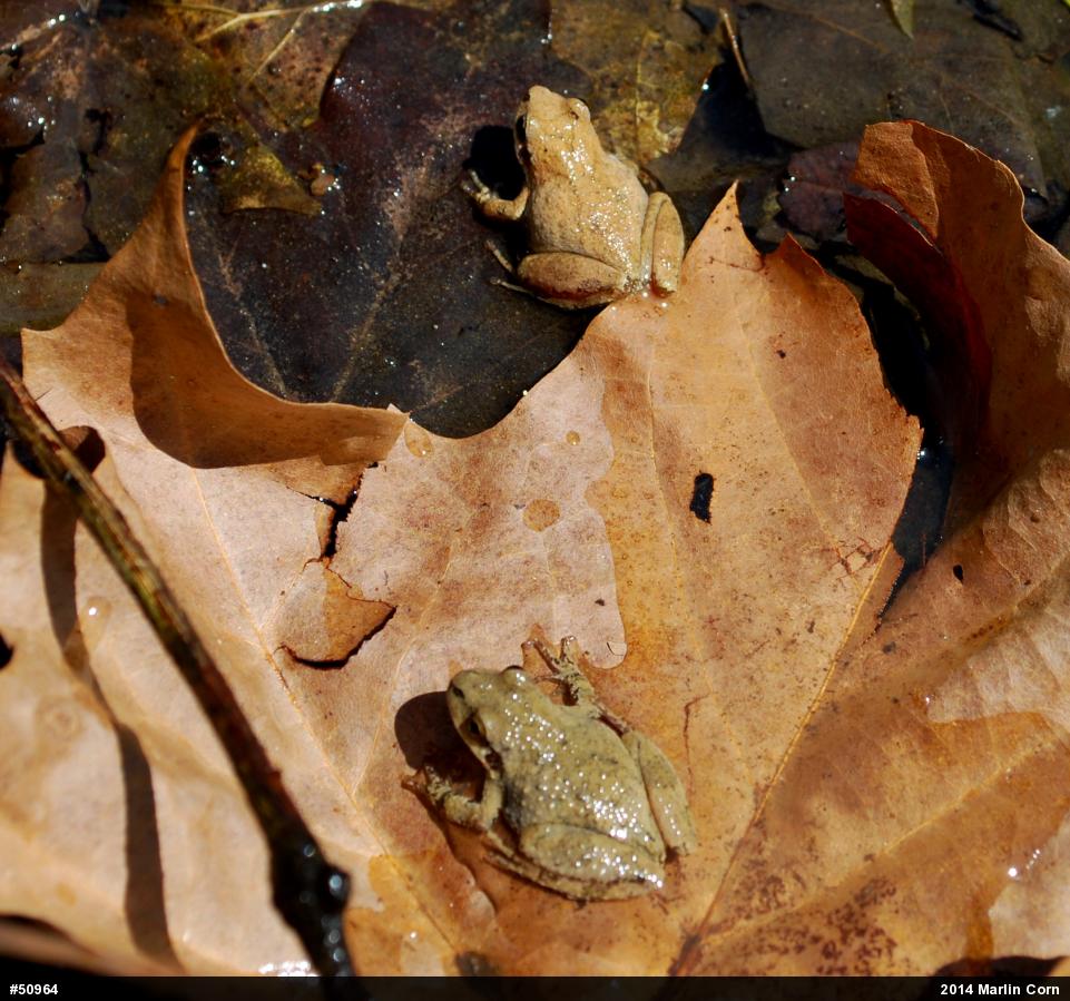 Mountain Chorus Frog