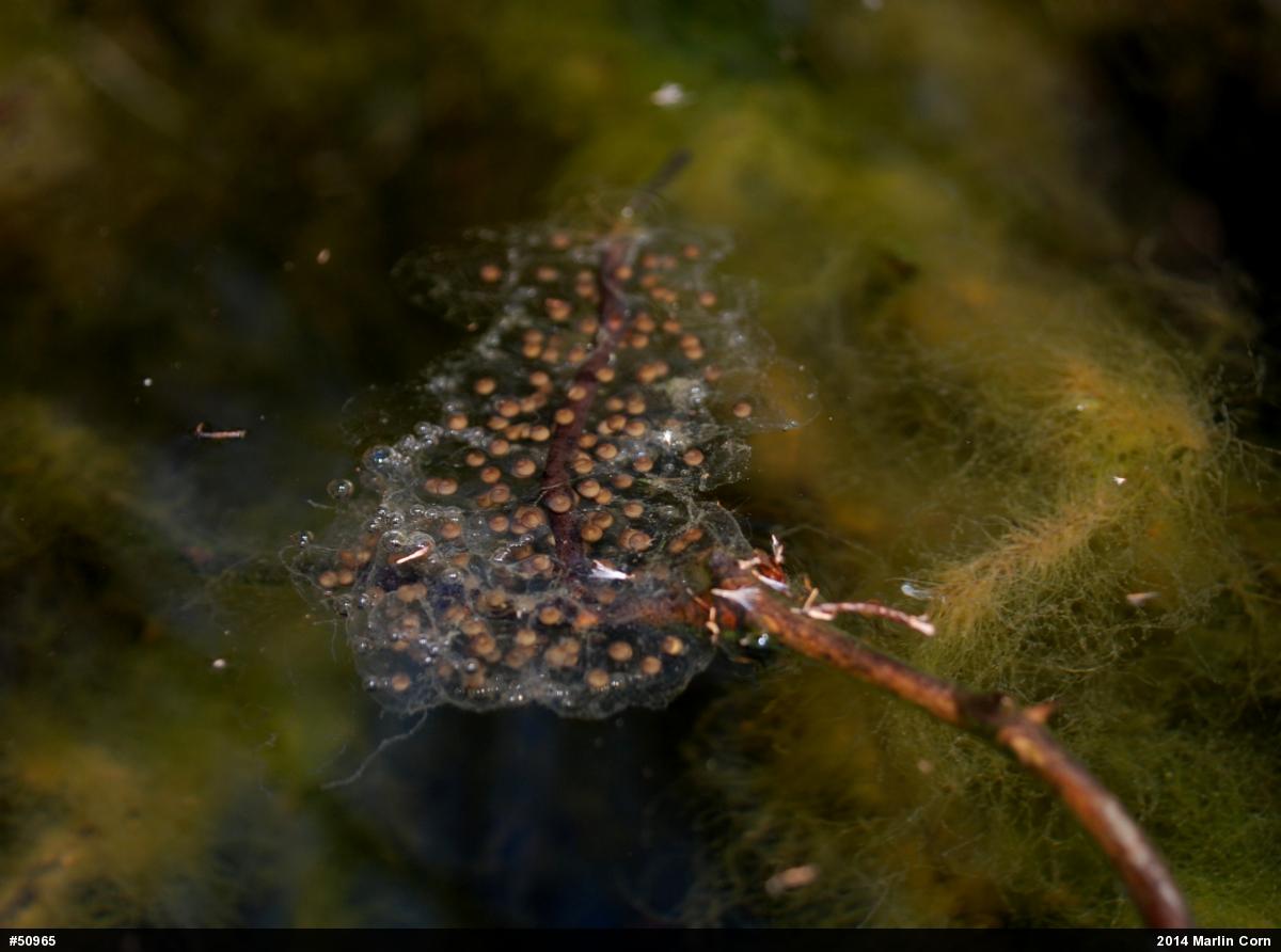 Mountain Chorus Frog