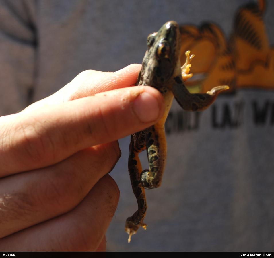 Pickerel Frog