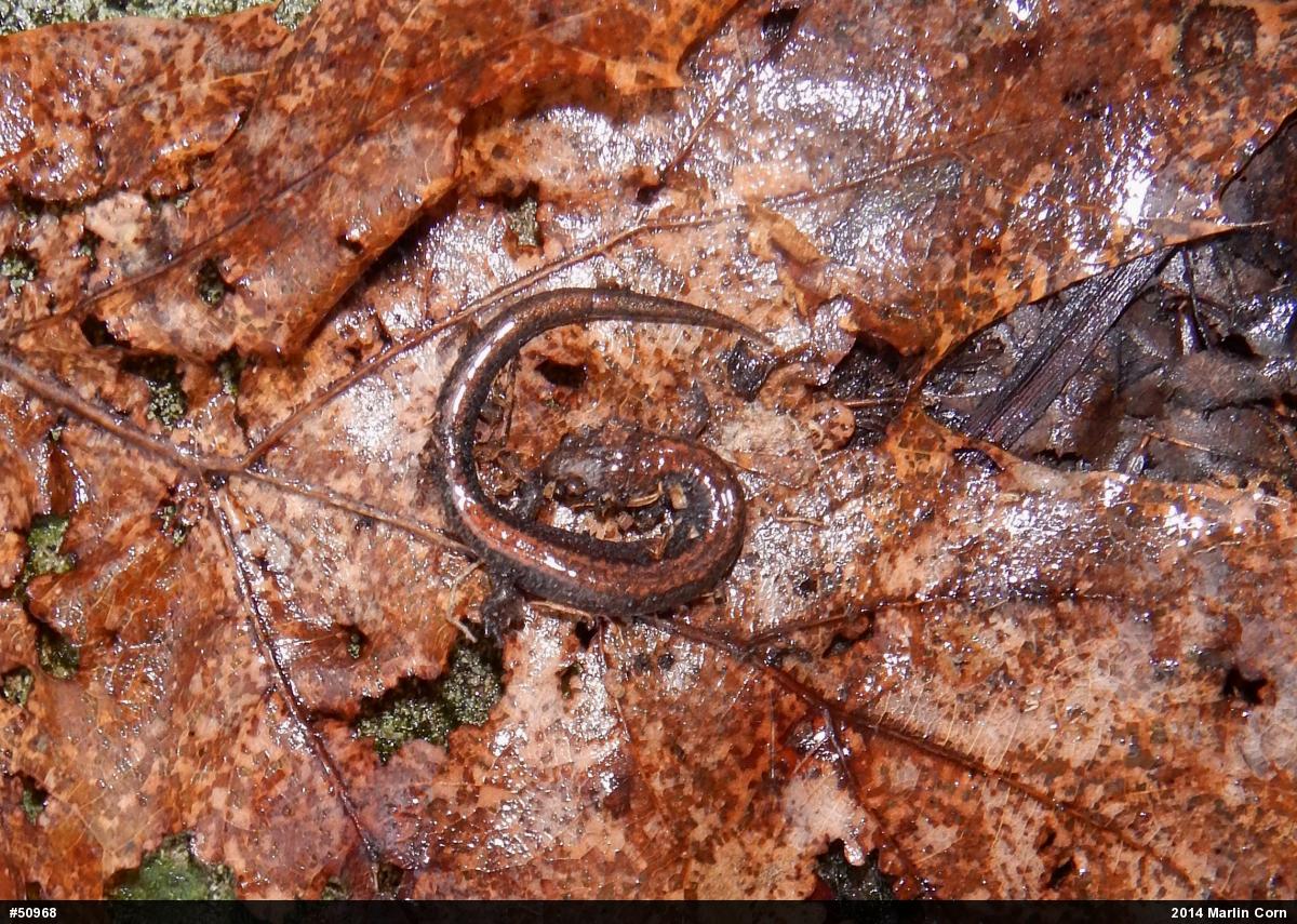 Eastern Red-backed  Salamander
