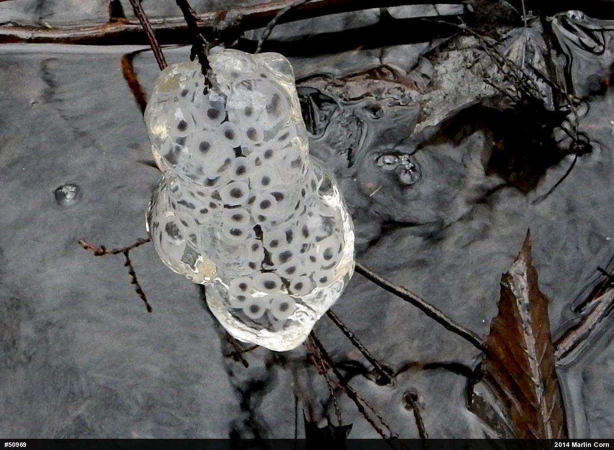 Spotted Salamander