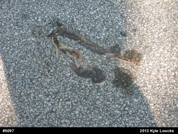 Northern Watersnake