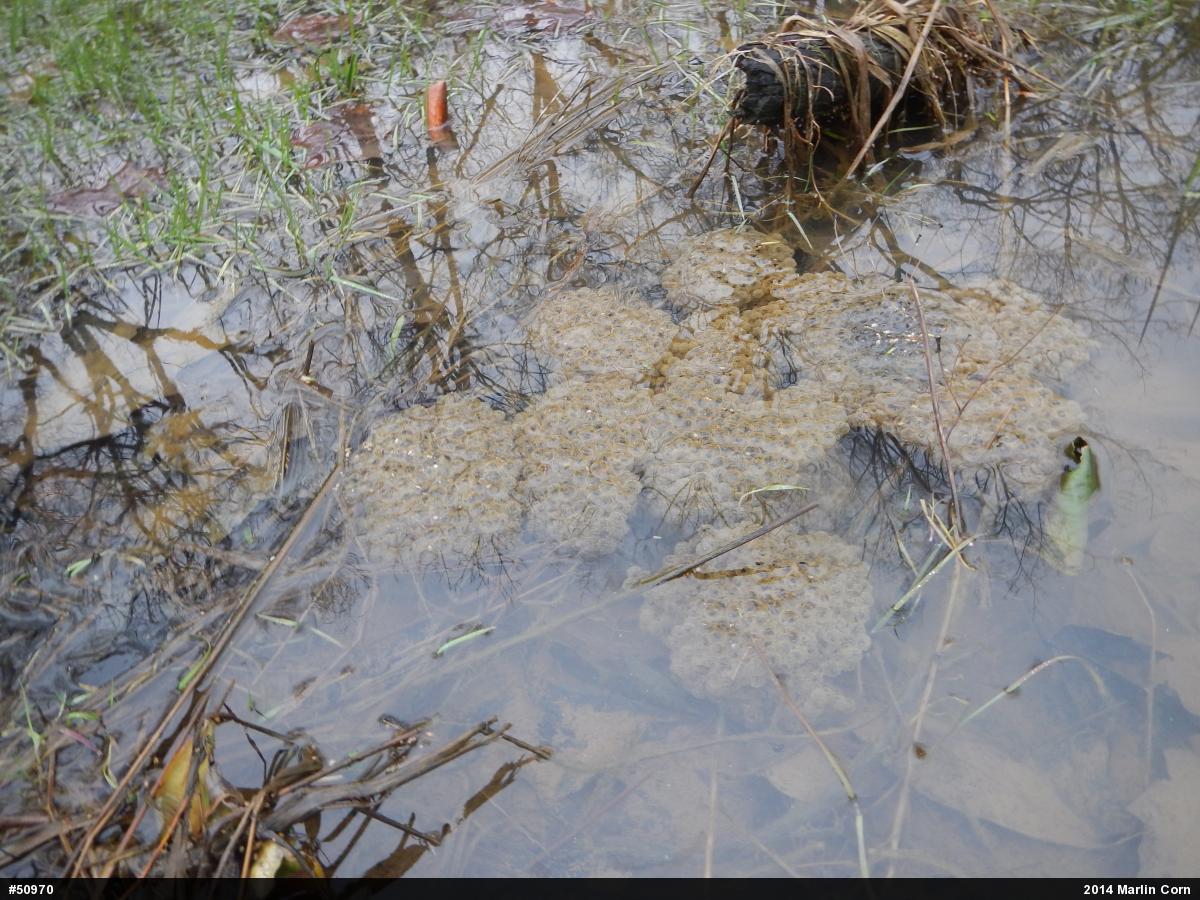 Wood Frog