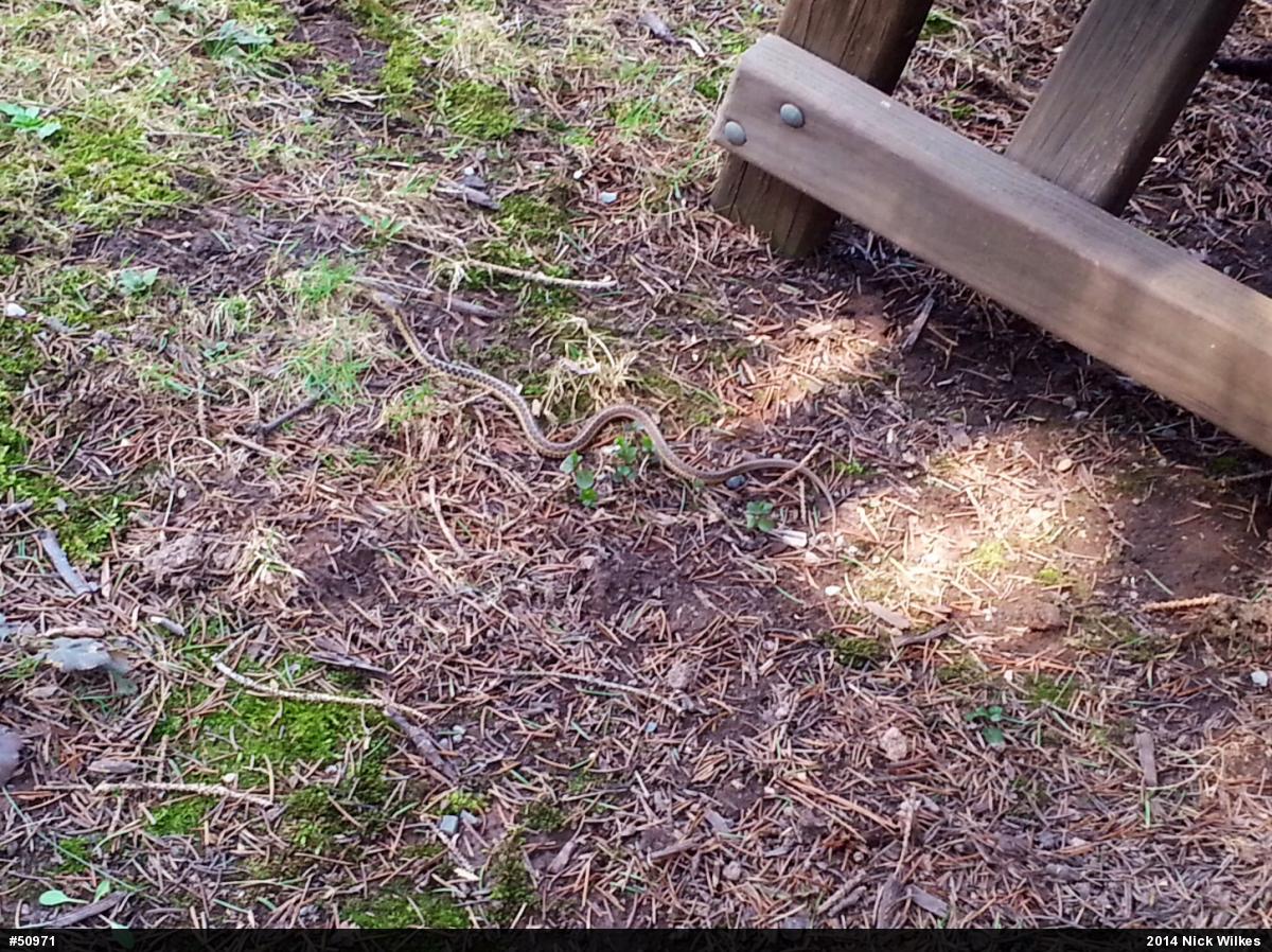 Eastern Gartersnake