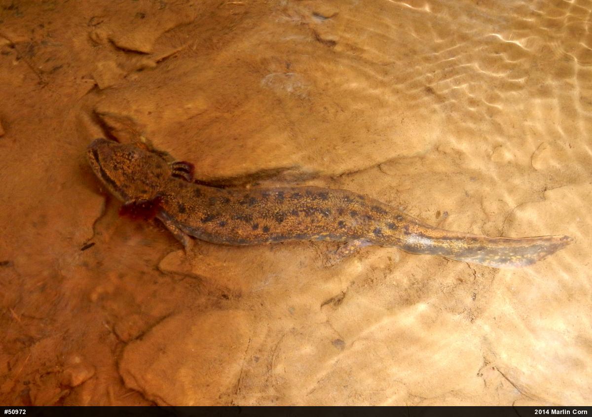 Common Mudpuppy