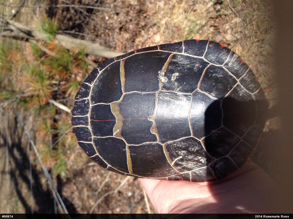 Painted Turtle