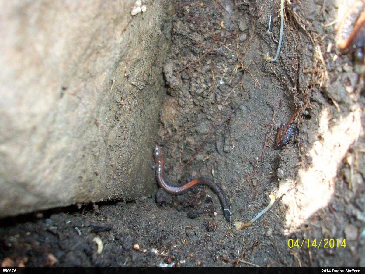 Eastern Red-backed  Salamander