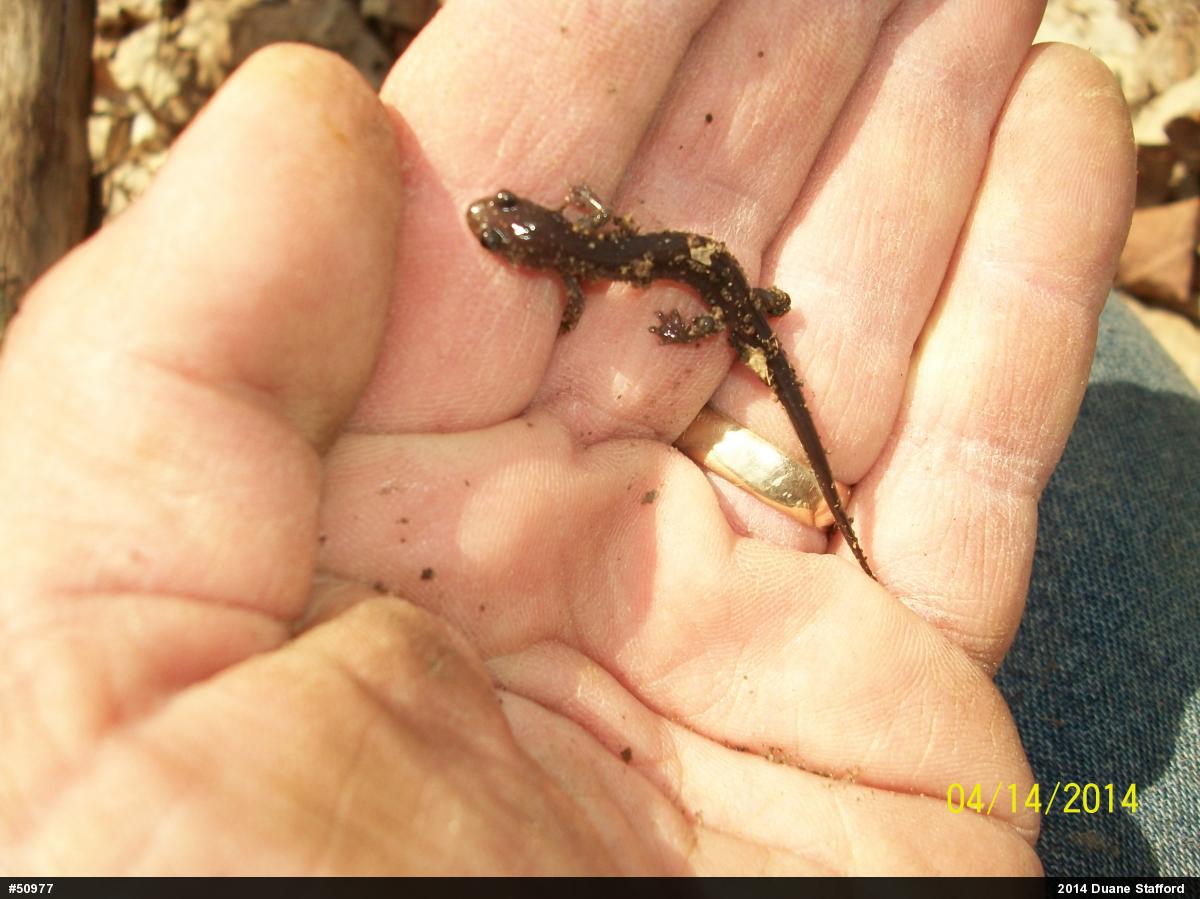 Wehrle's Salamander