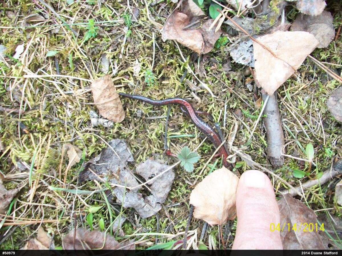 Eastern Red-backed  Salamander