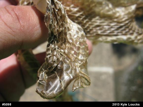 Northern Watersnake