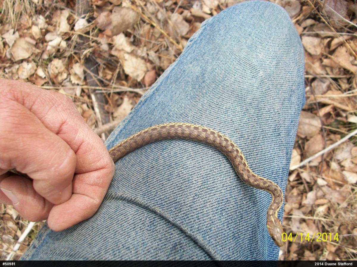 Eastern Gartersnake