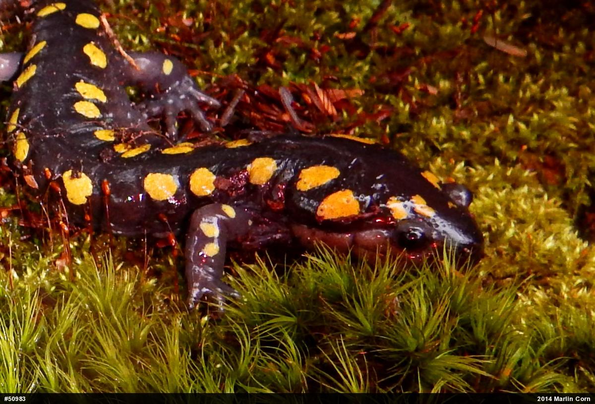 Spotted Salamander